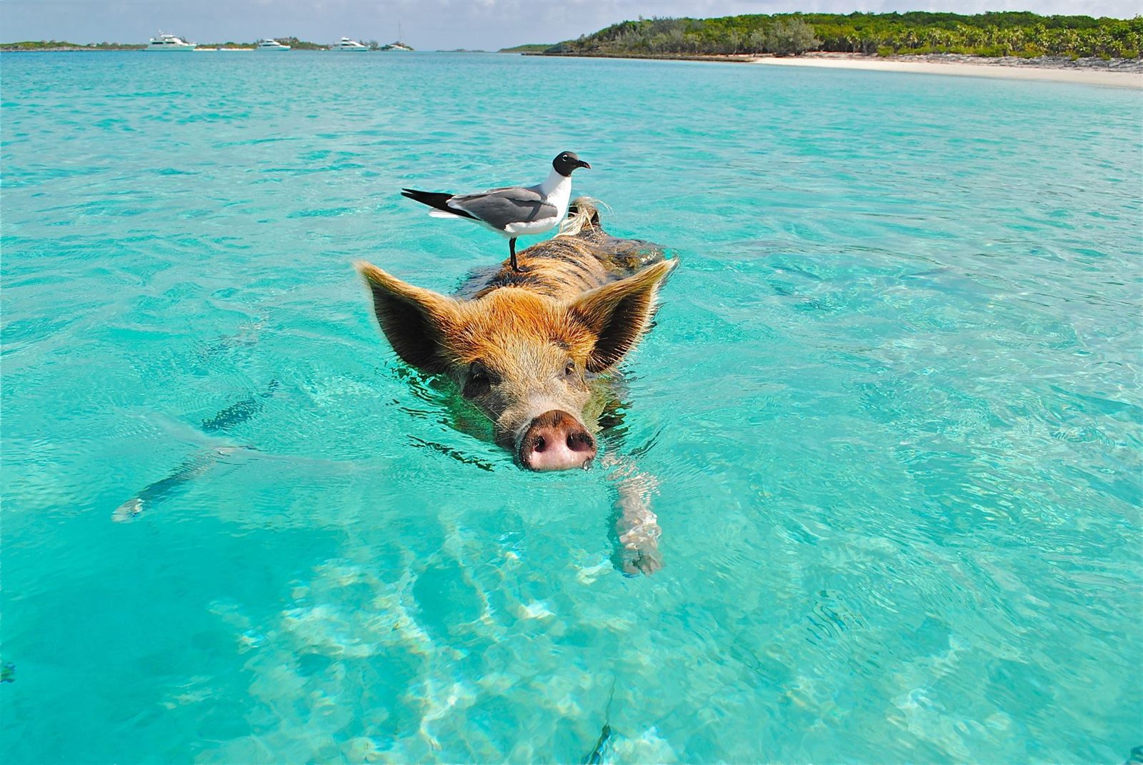 Swimming pig with a seagull on its back in the Exuma Cays, Bahamas